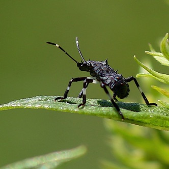 Brown Marmorated Stink Bug.jpg Brown Marmorated Stink Bug.jpg